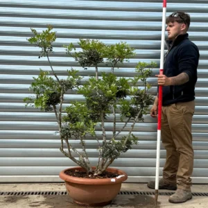 Buy Rare Hardy Evergreen Pistachio Tree (1.4m)