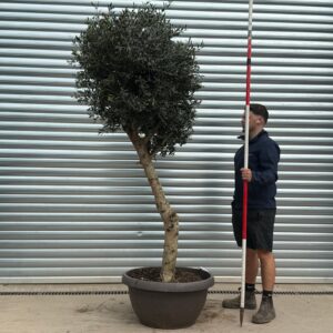 Buy Premium Cloud-Form Specimen Olive Tree (1.9m)