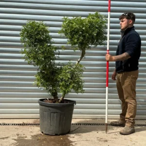 Buy Rare Cloud-Form Hardy Evergreen Pistachio Tree (1.5m)