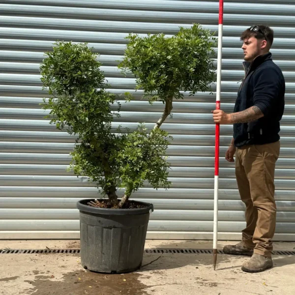 Buy Rare Cloud-Form Hardy Evergreen Pistachio Tree (1.5m)