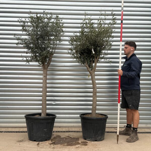 Magnificent Architectural Mature Olive Tree Symmetrical Pair – Natural Elegant Format (1.8m)