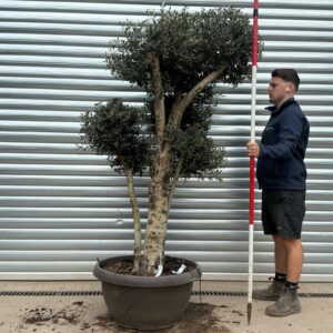 Buy Premium Cloud-Form Specimen Olive Tree (1.8m