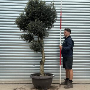 Buy Premium Cloud-Form Specimen Olive Tree (1.85m)
