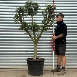 Fabulous Architectural Cloud-Form Specimen Olive Tree – Pom-Pom Niwaki Style (1.7m)