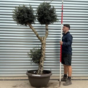 Fabulous Architectural Cloud-Form Specimen Olive Tree – Pom-Pom Niwaki Style (1.95m)
