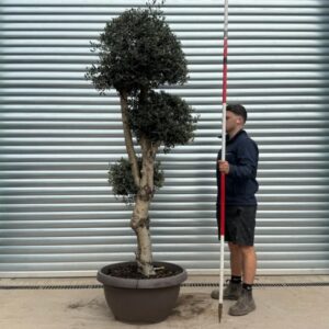 Buy Premium Cloud-Form Specimen Olive Tree (2.0m)