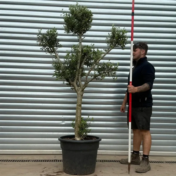 Buy Premium Cloud-Form Specimen Olive Tree (2m)
