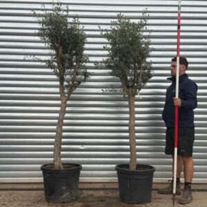 Magnificent Architectural Mature Olive Tree Symmetrical Pair – Natural Elegant Format (1.8m)