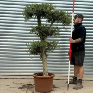buyolivetrees (15) Buy Premium Cloud-Form Specimen Olive Tree (1.9m)
