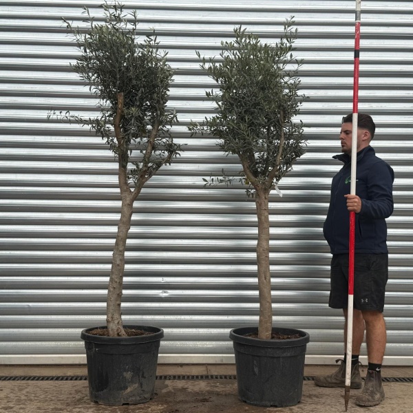 Magnificent Architectural Mature Olive Tree Symmetrical Pair – Natural Elegant Format (1.8m)