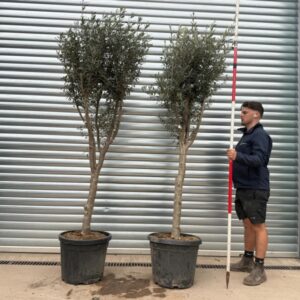 Magnificent Architectural Mature Olive Tree Symmetrical Pair – Natural Elegant Format (1.8m)