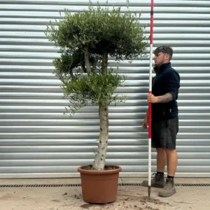 buyolivetrees (16) Buy Premium Cloud-Form Specimen Olive Tree (2.1m)