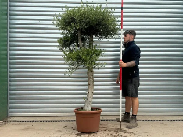 Buy Premium Cloud-Form Specimen Olive Tree (2.1m)