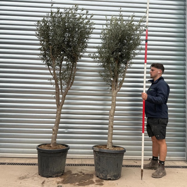 Magnificent Architectural Mature Olive Tree Symmetrical Pair – Natural Elegant Format (1.8m)