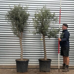 Magnificent Architectural Mature Olive Tree Symmetrical Pair – Natural Elegant Format (1.8m)