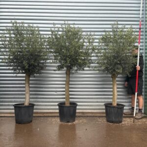 buyolivetrees (18) Buy The Beautiful Sorrento Trio Extra Mature Olive Trees (2.2m)