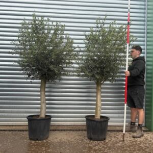 buyolivetrees (19) Buy The Beautiful Sorrento Duo Extra Mature Olive Trees (2.2m)