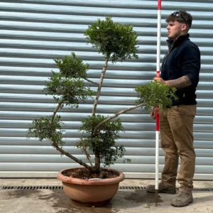 Buy Rare Hardy Evergreen Pistachio Tree (1.7m)