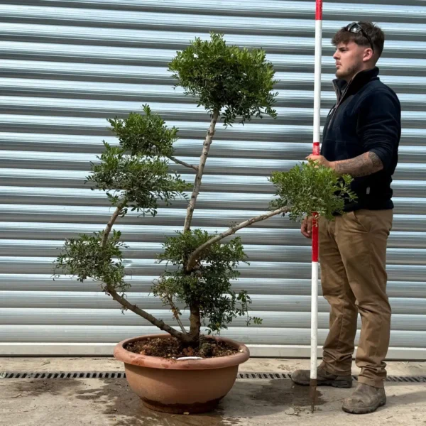 Buy Rare Hardy Evergreen Pistachio Tree (1.7m)