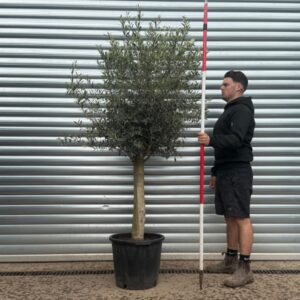 Buy The Beautiful Sorrento Mature Olive Tree Specimen (2.2m)