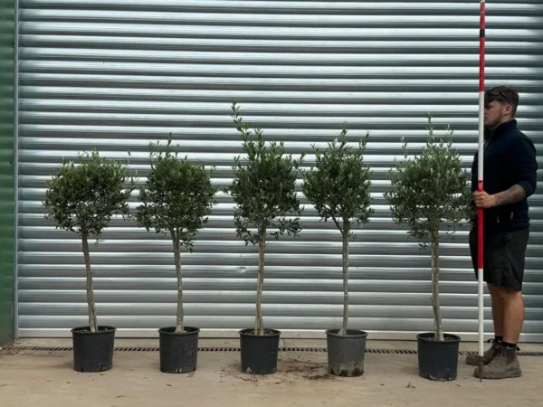 Premium Young Olive Tree Starter Collection (5-Pack)