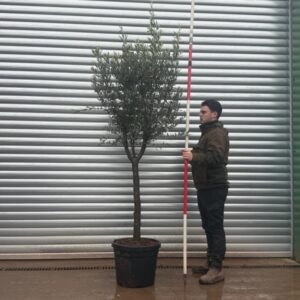 Buy The Kensington Mature Olive Specimen Tree (2.2m)