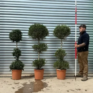Buy Young Topiary Olive Tree Symmetrical Trio (1.1m)