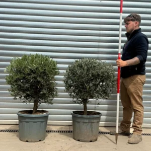 Premium Young Clipped Olive Tree Symmetrical Duo – High-Value Formal Starter Pair (1.1m)