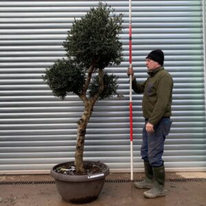 Fabulous Architectural Cloud-Form Specimen Olive Tree – Pom-Pom Niwaki Style (1.6m)