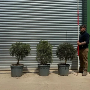 Buy Young Clipped Olive Tree Symmetrical Trio (1.1m)