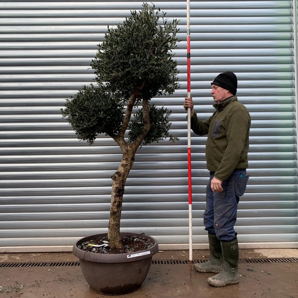 Fabulous Architectural Cloud-Form Specimen Olive Tree – Pom-Pom Niwaki Style (1.6m)