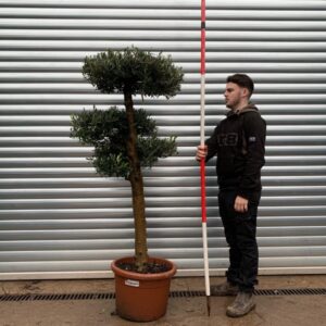 Fabulous Architectural Cloud-Form Specimen Olive Tree – Pom-Pom Niwaki Style (1.5m)