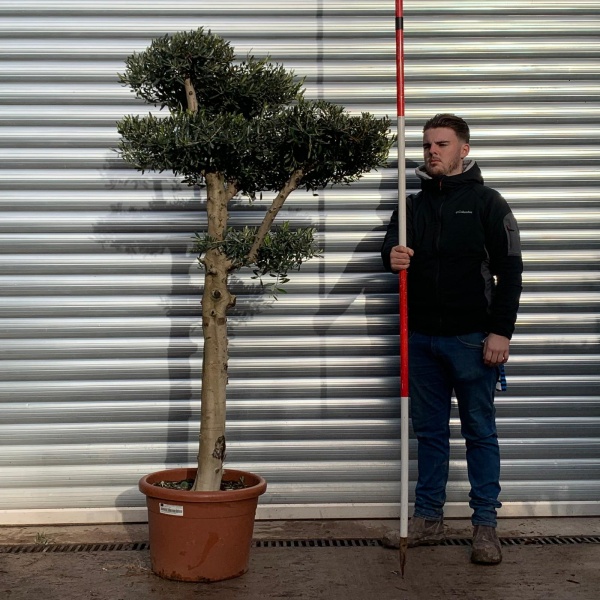 Buy Premium Cloud-Form Specimen Olive Tree (1.55m)