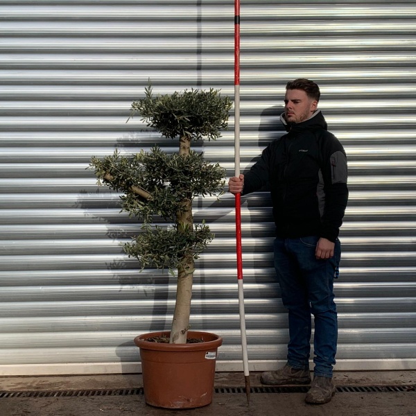 Buy Premium Cloud-Form Specimen Olive Tree (1.55m)