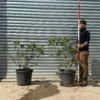 buyolivetrees (3) Stunning Mature DUO Multi-Stem Fig Tree