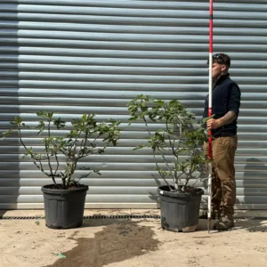 Stunning Mature DUO Multi-Stem Fig Tree