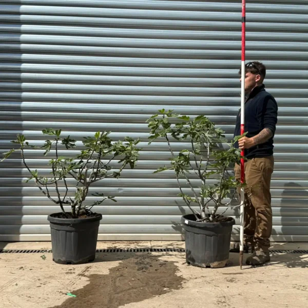 buyolivetrees (3) Stunning Mature DUO Multi-Stem Fig Tree
