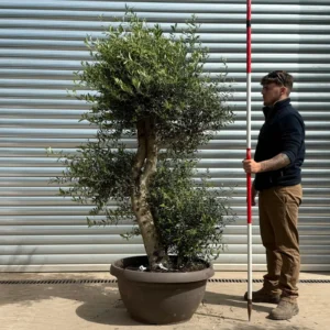 Fabulous Architectural Shaped Specimen Olive Tree – Bowl Format (2.4m)