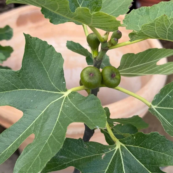 buyolivetrees (4) Stunning Mature DUO Multi-Stem Fig Tree