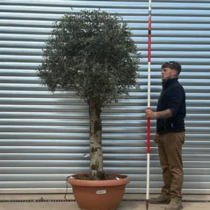 buyolivetrees (5) Clipped Olive Trees