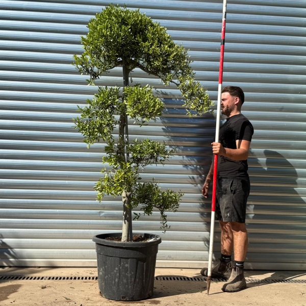 Fabulous Architectural Cloud-Form Specimen Olive Tree – Pom-Pom Niwaki Style (1.7m)