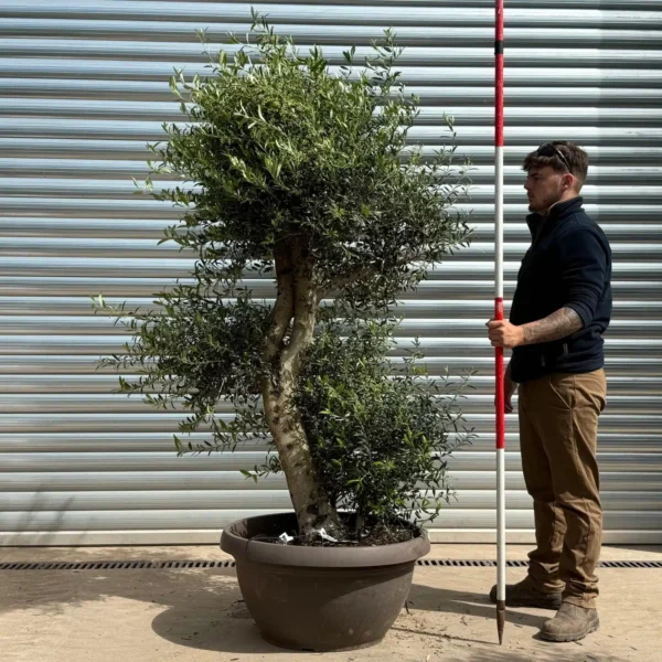 Fabulous Architectural Shaped Specimen Olive Tree – Bowl Format (2.4m)