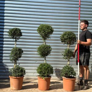 buyolivetrees (7) Buy Topiary Olive Tree Architectural Trio Suite (1.5m)