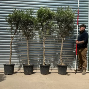 Buy Sicily Olive Trees Quad Collection