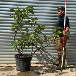 Stunning Mature Multi-Stem Fig Tree – Ficus carica (1.7m)