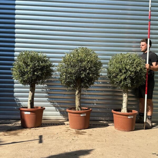 Buy Clipped Specimen Olive Tree Symmetrical Trio (1.7m) | Matched Suite