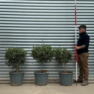 Buy Young Clipped Olive Tree Symmetrical Trio (1.1m)