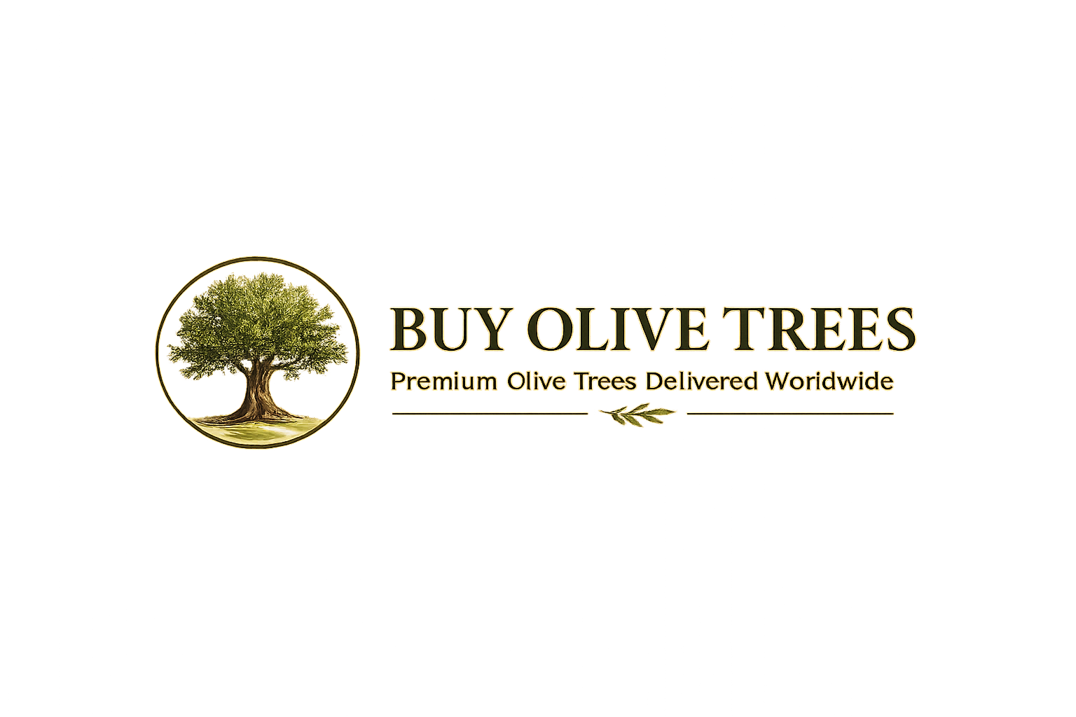 buy olive trees